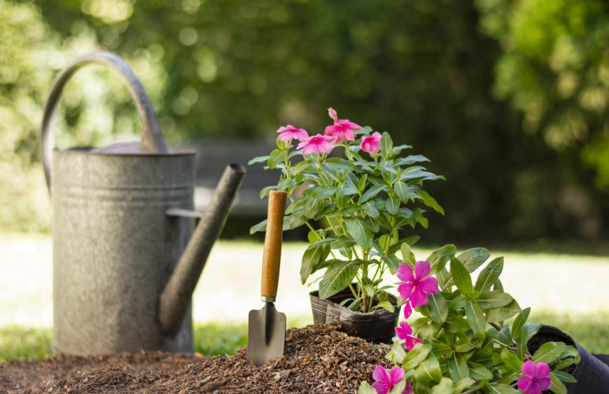 plants-gardening-tools-close-up