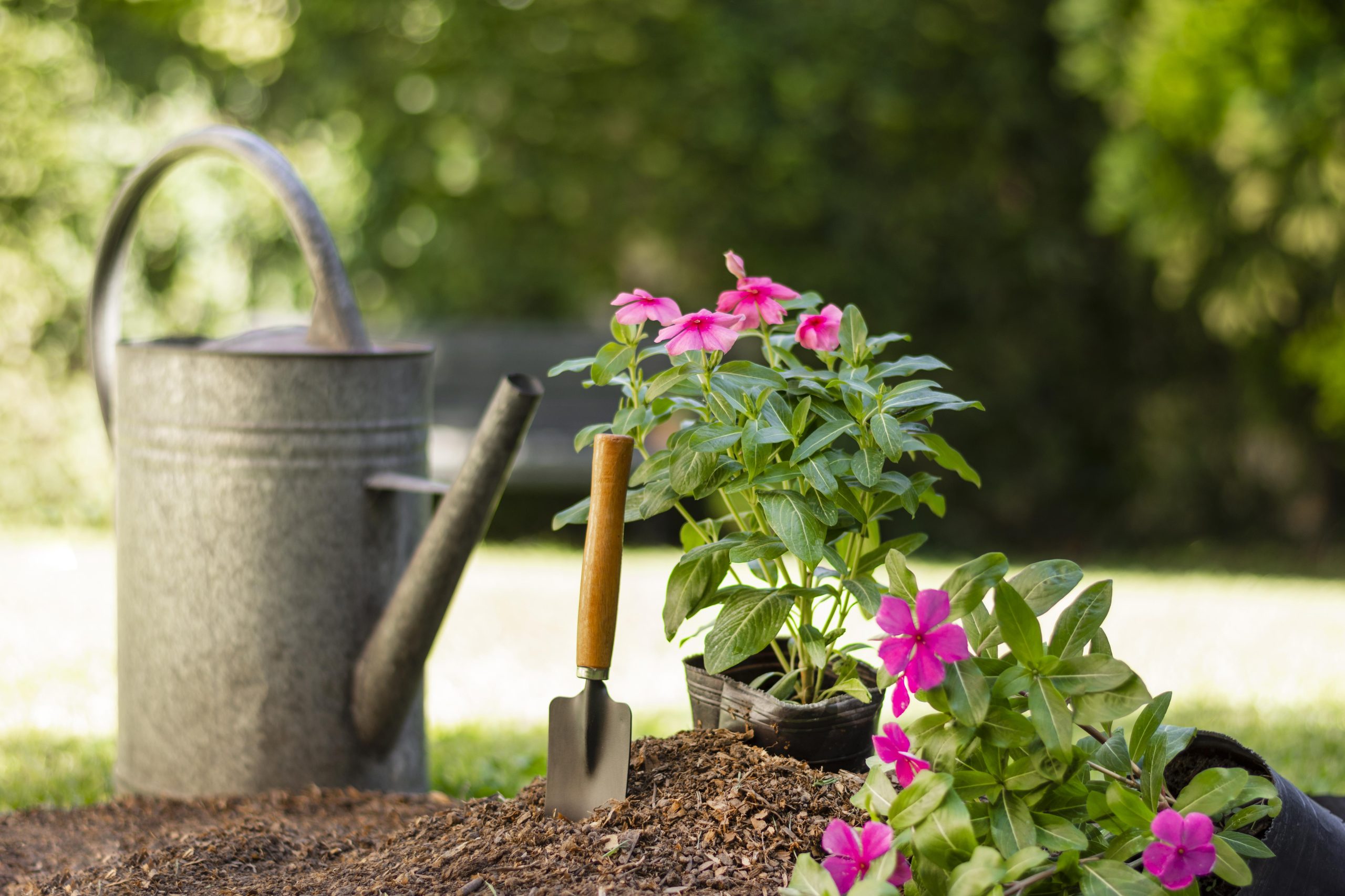 Bahçenize Renk Katmanın En İyi Yolu: Etkili Çiçek Seçenekleri